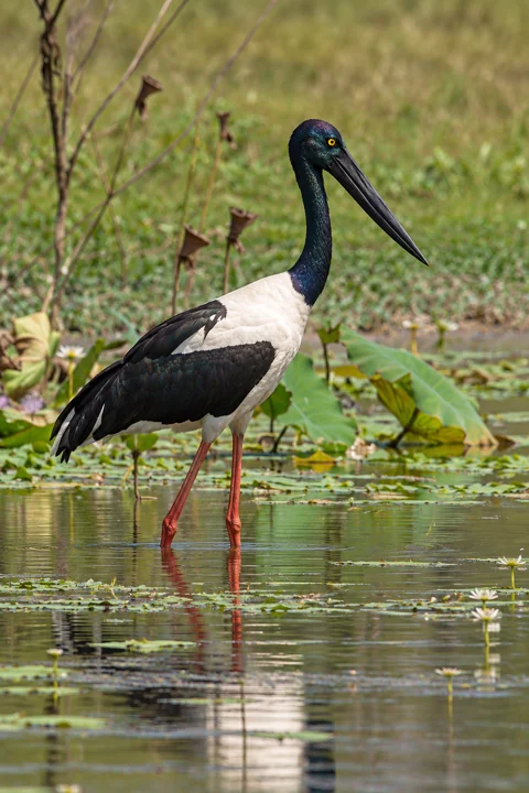 A Black-necked Stork, also known as a jabiru in Australia