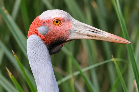 A Brolga showing the red skin around its face