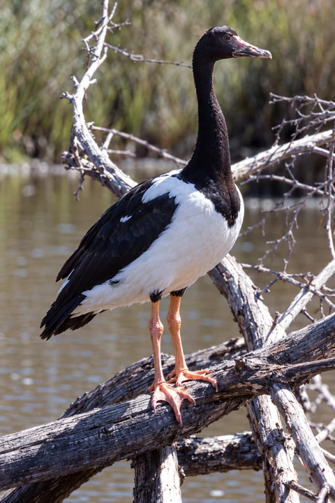 A Magpie Goose perched above the water
