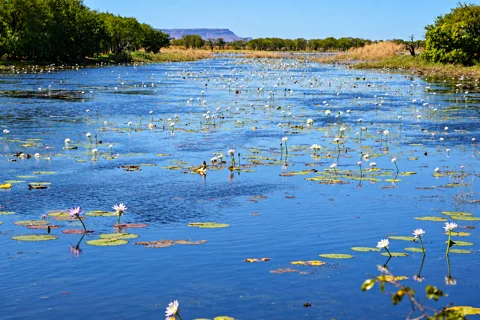 Marlgu Billabong in Parry Lagoons Nature Reserve