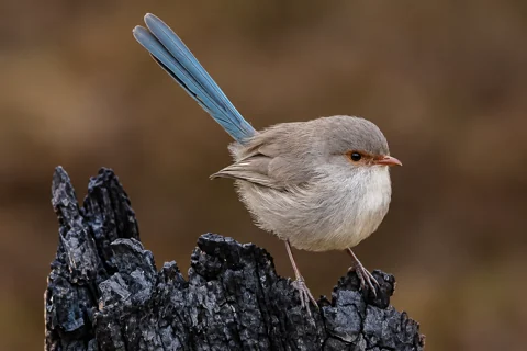 A female Splendid Fairy-wren has much duller plumage than a breeding male