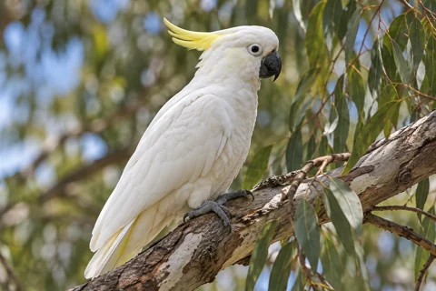 A sulphur-crested cockatoo perched on a branch