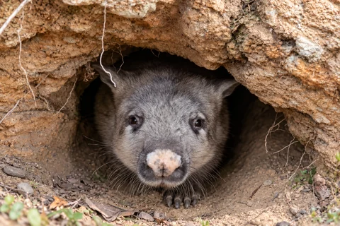 A wombat at its burrow entrance. Keep clear and leave the entrance undisturbed
