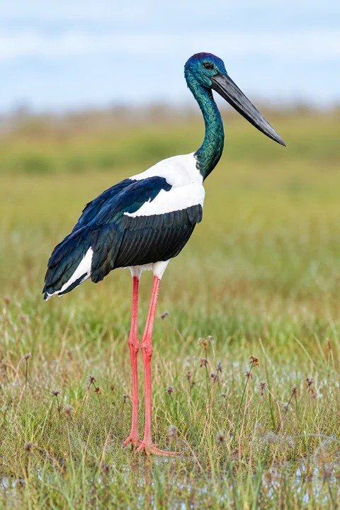 Black-necked stork, known in Australia as a jabiru, with a dark bill and pink-red legs