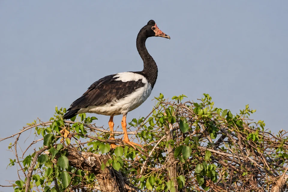 Magpie goose, a black-and-white wetland bird with an orange bill and legs