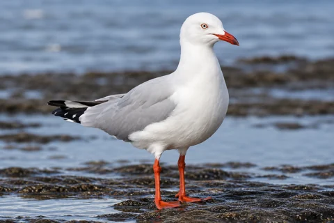 Adult silver gull, with red legs and bill, pale grey wings and black wing tips