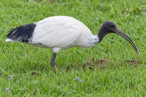 Australian white ibis, with a bare dark head and a long downcurved bill