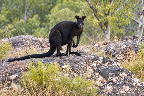 A male black wallaroo showing its dark coat, short rounded ears and heavy tail