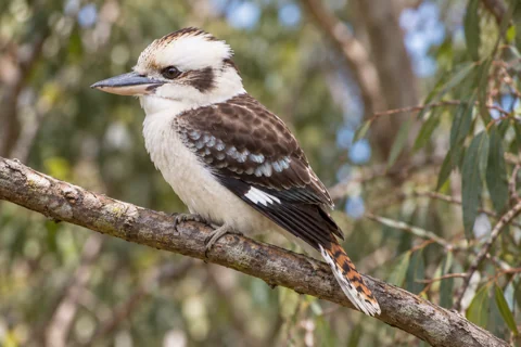 A laughing kookaburra showing its stout bill, dark eye stripe and barred tail