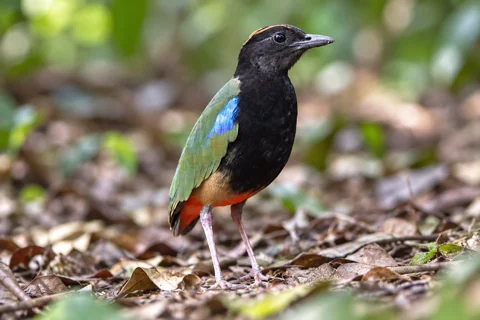 A rainbow pitta showing its chestnut crown stripes, blue shoulder patch and red undertail
