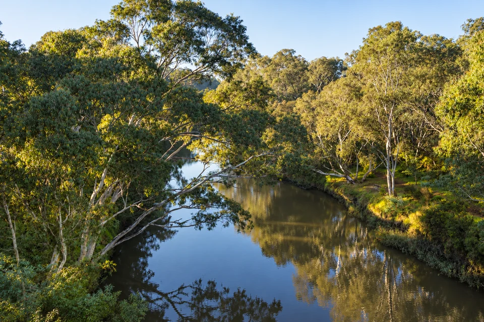 A brown-green river bend beneath eucalyptus trees in Yarra Bend Park