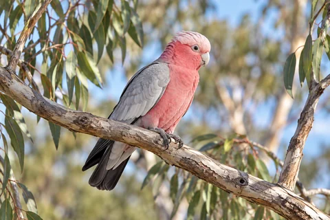 A galah with its pink breast and grey wings