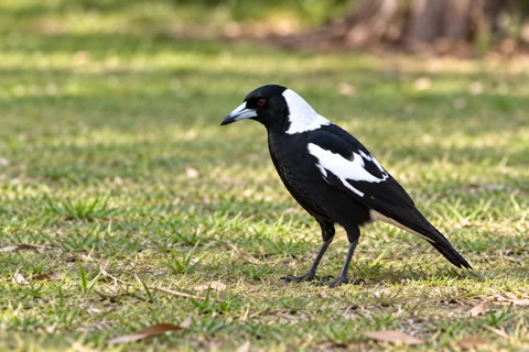 An Australian magpie on short grass