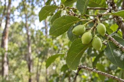 Small green Kakadu plums growing on a branch