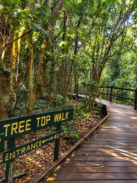 The approach to the Tree Top Walk at Lamington