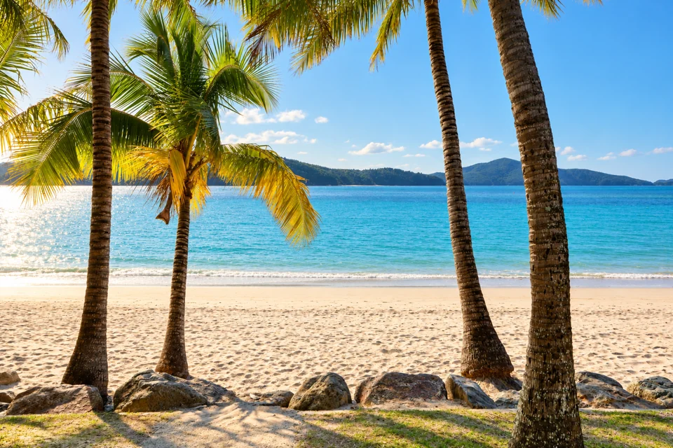 Palm-framed sand and clear water at Catseye Beach, with a wooded headland beyond