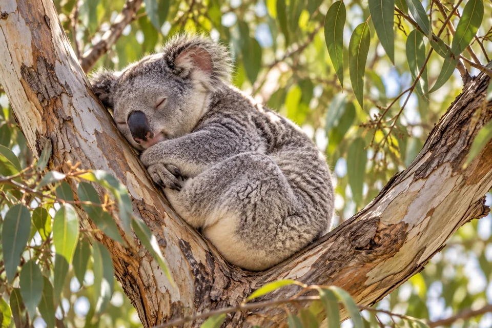 A koala asleep in a eucalyptus branch fork