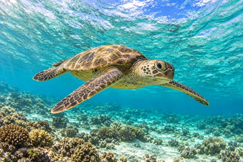 Green sea turtle with outstretched front flippers swimming through sunlit lagoon water