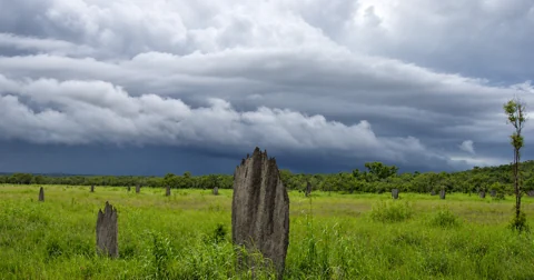 Magnetic termite mounds on Litchfield’s grassy floodplain