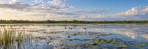 Open water and a low treeline at Mamukala wetland in Kakadu