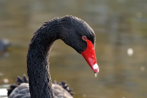 A Black Swan showing the red bill and white band near its tip