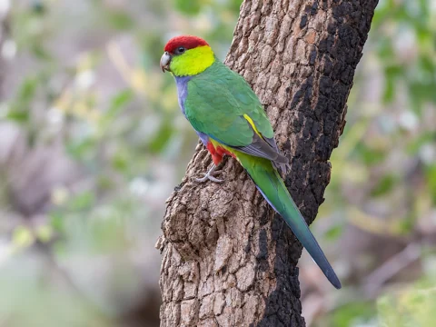 A Red-capped Parrot with its red crown, yellow neck and green wings