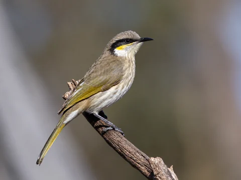 A Singing Honeyeater showing the dark eye stripe and yellow facial marking