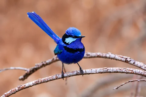 A male Splendid Fairy-wren in bright breeding plumage