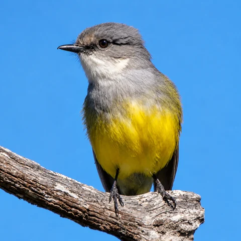A Western Yellow Robin perched on a weathered branch
