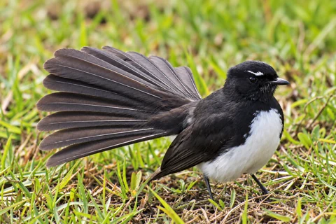 A Willie Wagtail showing its white eyebrow and fanned tail