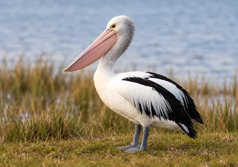An Australian pelican