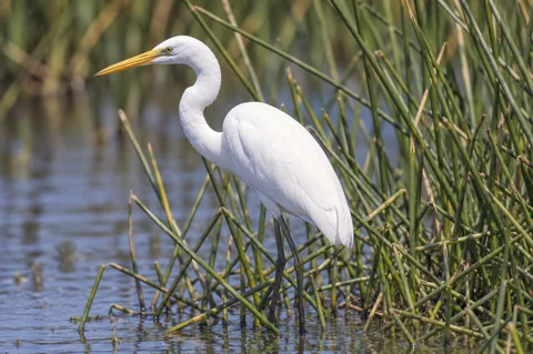 A great egret among wetland rushes