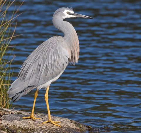 A white-faced heron