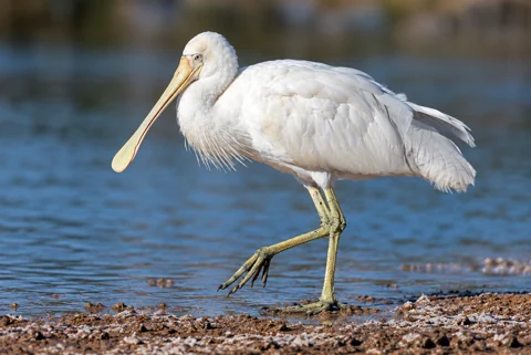 A yellow-billed spoonbill
