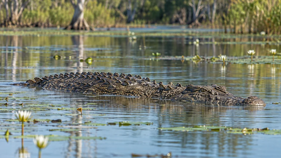 A saltwater crocodile resting low in billabong water