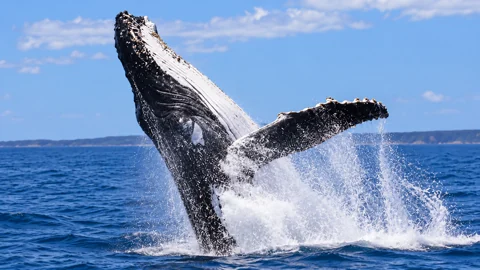 A humpback whale breaching in Hervey Bay