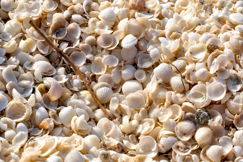 Tiny cockle shells covering Shell Beach