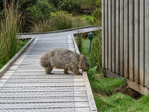A wombat crossing a boardwalk