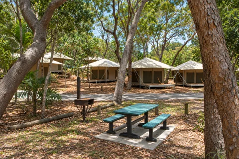 Canvas eco tents beneath mature trees beside the picnic area at Adder Rock campground.