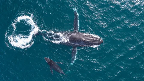An adult humpback whale and a smaller calf beneath the surface off Minjerribah.