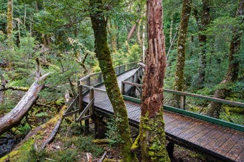 Timber boardwalk on Cradle Mountain’s Rainforest Walk