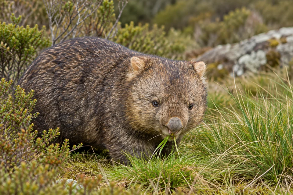 A wombat beside low grass and scrub